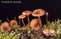 Omphalina pyxidata-amf1365